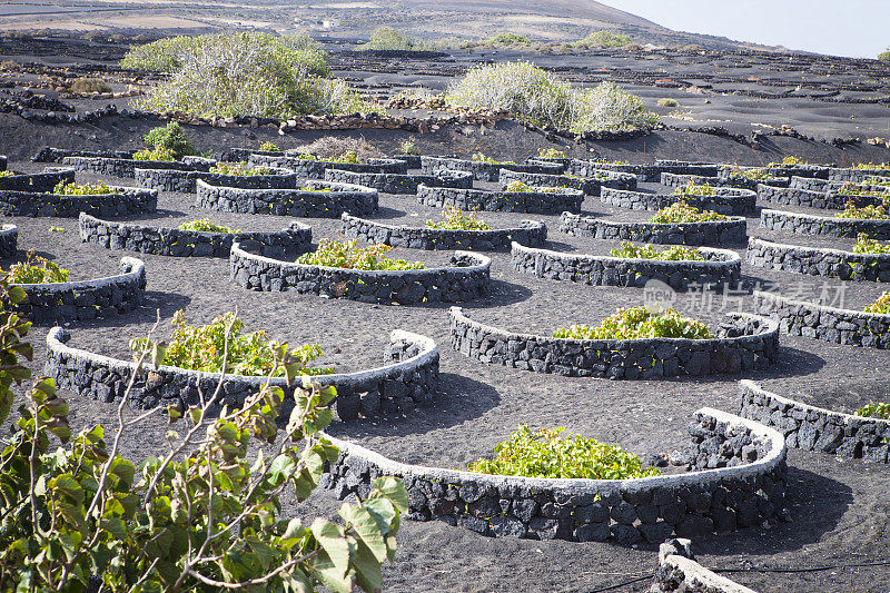 La Geria火山葡萄酒谷